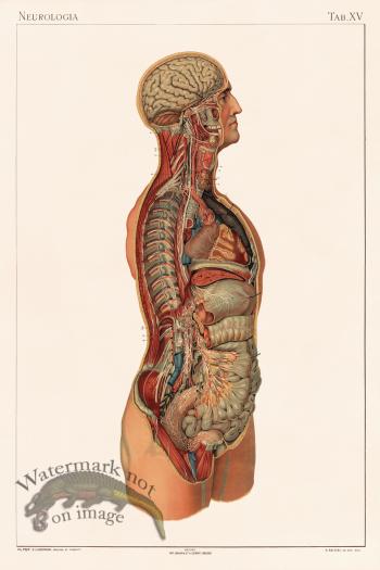 Laskowski Anatomy 15
